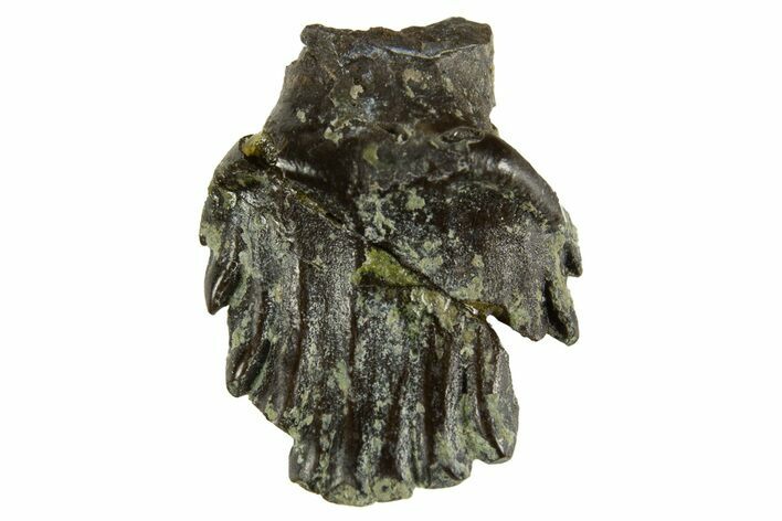 Fossil Nodosaur Tooth - Judith River Formation #314561